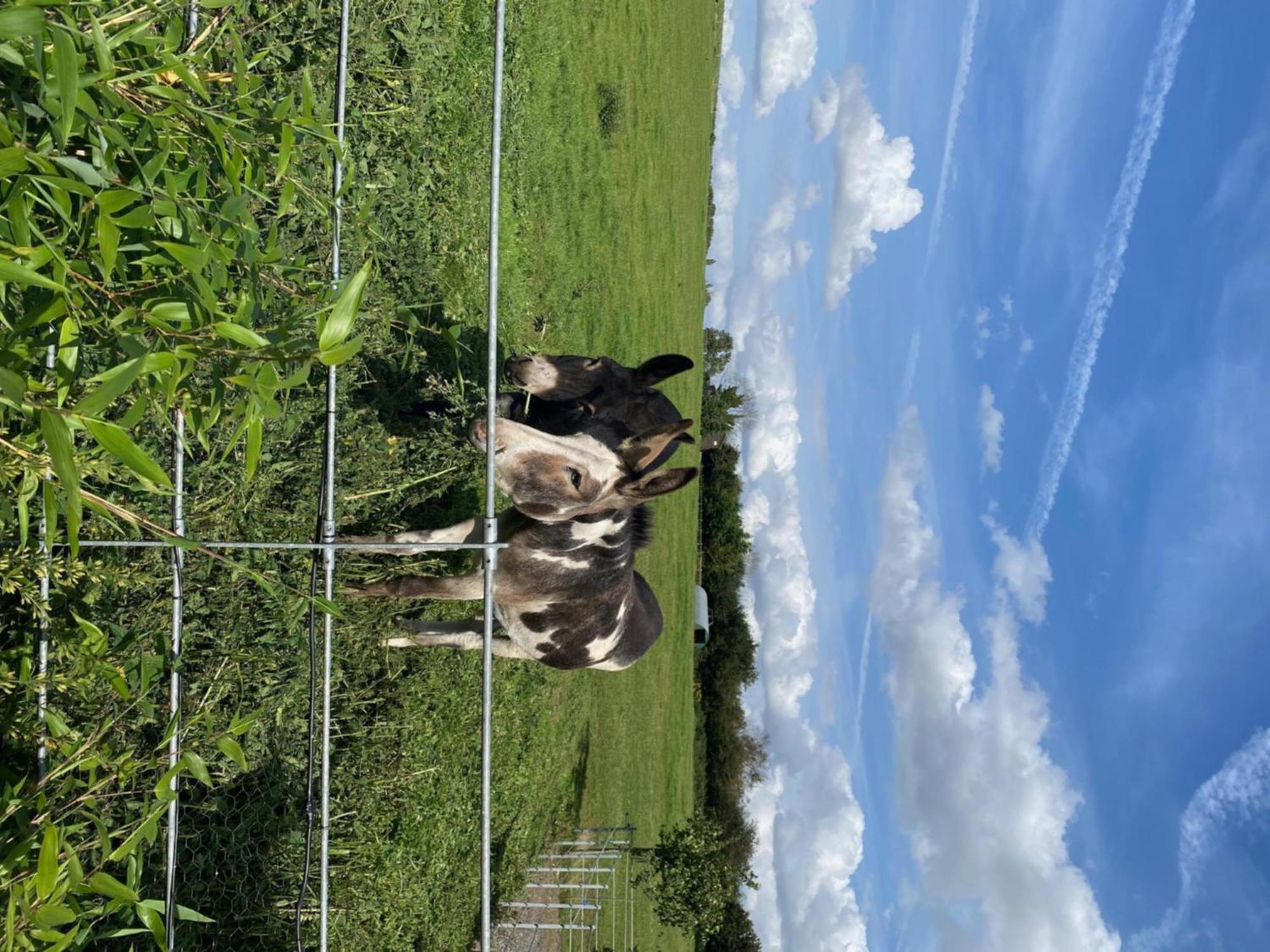 Fairview Farm Holiday Accommodation 14 Luxury Lodges, Cabins, Dog Friendly, Suitable For Couples, Families And Groups, Wedding Guests , Corporate Events, Sleeps 2-65 Guests In Ravenshead, Nottingham Near Sherwood Forest, Set In 88 Acres Екстериор снимка
