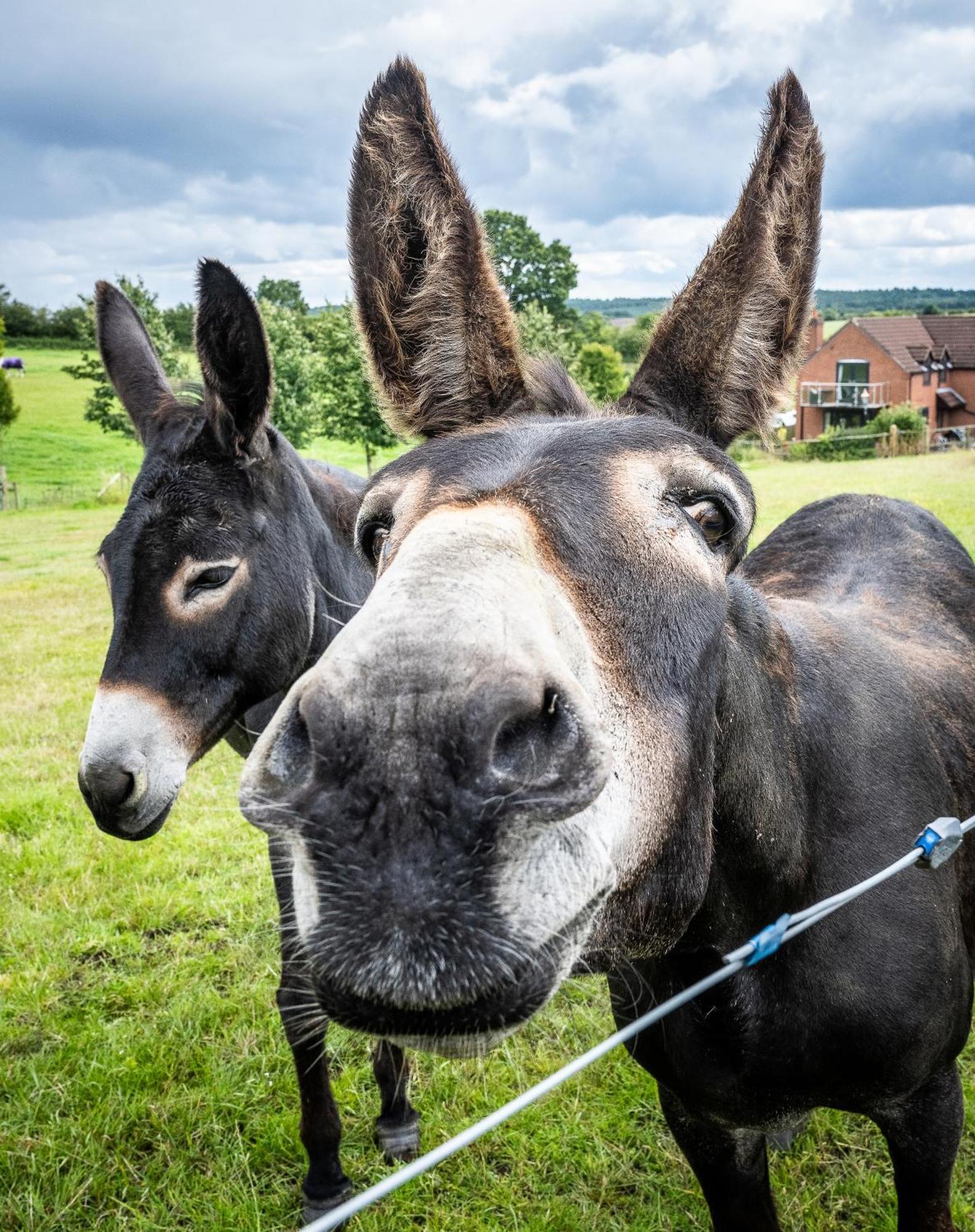 Fairview Farm Holiday Accommodation 14 Luxury Lodges, Cabins, Dog Friendly, Suitable For Couples, Families And Groups, Wedding Guests , Corporate Events, Sleeps 2-65 Guests In Ravenshead, Nottingham Near Sherwood Forest, Set In 88 Acres Екстериор снимка